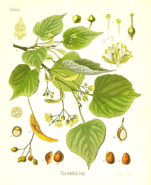 Tilia cordata